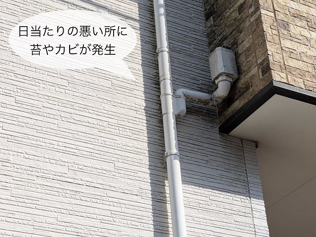 現地調査　窯業系サイディング外壁　苔汚れ付着