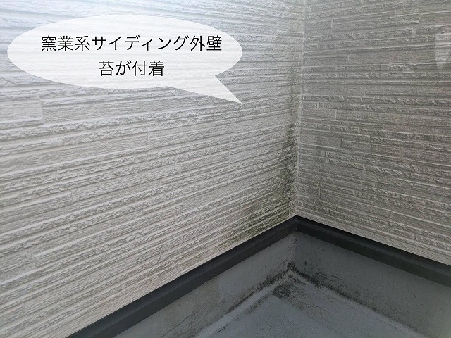 現地調査　窯業系サイディング外壁　苔汚れ付着